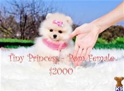 pomeranian puppy posted by The Perfect Creations
